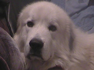 Pyro 2 1/2 yrs. old - In Memory of our Baby! He passed away June 26th, 2003 for unknown reasons